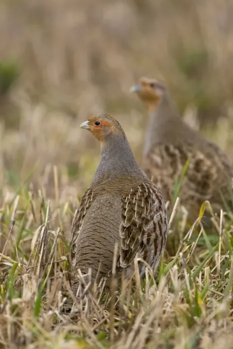 Framed Print : Grey Partridge - male and Female standing in late winter barley stubble, March. Narborough, Norfolk, U. K Framed Print : Grey Partridge - male and Female standing in late winter barley stubble, March. Narborough, Norfolk, U. K