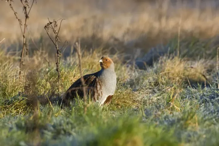 Framed Print : Grey Partridge - male on rough grassland frost, early morning, February. Narborough, Norfolk, U. K Framed Print : Grey Partridge - male on rough grassland frost, early morning, February. Narborough, Norfolk, U. K