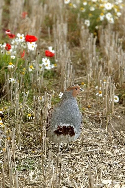 Grey Partridge - male standing in Autum stubble with flowers - November - Narborough - Norfolk - UK