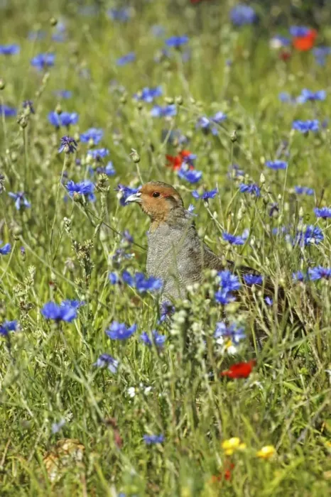 Framed Print : Grey Partridge - male standing in cornflowers round set-a-side headland, July, Fakenham, Norfolk, U. K Framed Print : Grey Partridge - male standing in cornflowers round set-a-side headland, July, Fakenham, Norfolk, U. K