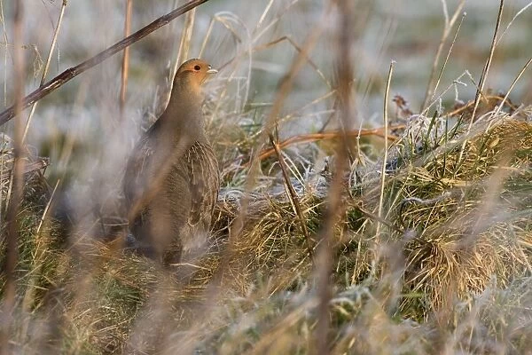 Grey Partridge - male standing in cover with frost grassland, February. Gooderstone, Norfolk, U. K