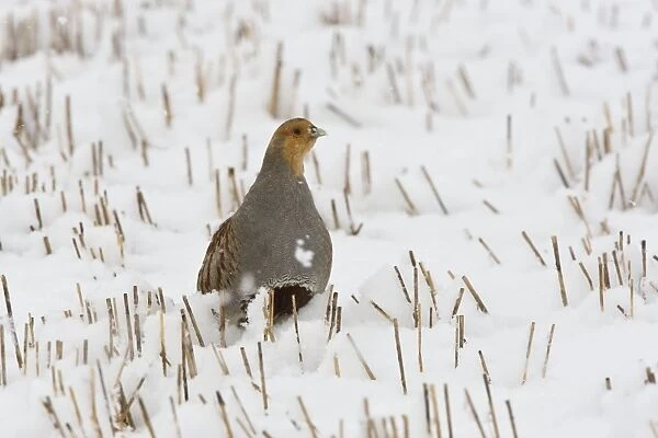Grey Partridge - male standing in snow covered winter stubble field, March. Narborough, Norfolk, U. K