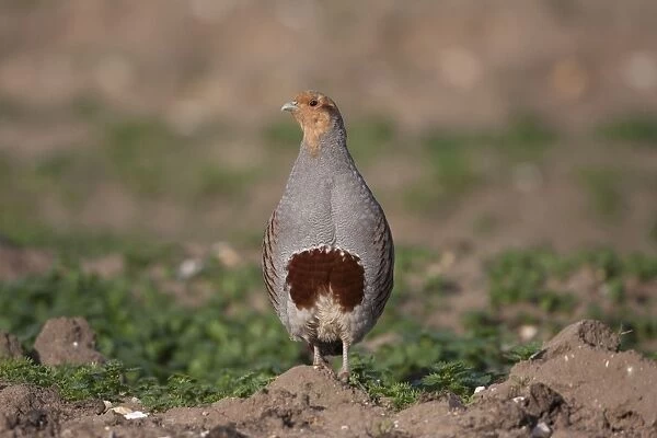 Grey Partridge - male standing in uncultivated field showing horseshoe breast, April. Narborough, Norfolk, U. K