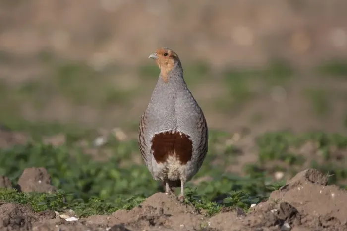 Framed Print : Grey Partridge - male standing in uncultivated field showing horseshoe breast, April. Narborough, Norfolk, U. K Framed Print : Grey Partridge - male standing in uncultivated field showing horseshoe breast, April. Narborough, Norfolk, U. K