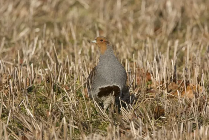 Framed Print : Grey Partridge - male standing in winter stubble with Autumn leaves. March. Gooderstone, Norfolk, U. K Framed Print : Grey Partridge - male standing in winter stubble with Autumn leaves. March. Gooderstone, Norfolk, U. K