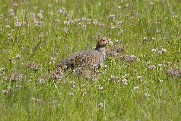 Grey Partridge - male with very young chicks amongst white clover in a grass field - June - Gooderstone - Norfolk - UK