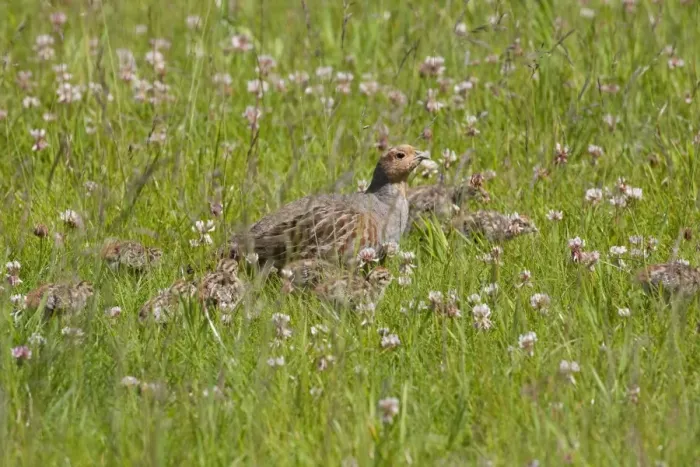 Framed Print : Grey Partridge - male with very young chicks amongst white clover in a grass field - June - Gooderstone - Norfolk - UK Framed Print : Grey Partridge - male with very young chicks amongst white clover in a grass field - June - Gooderstone - Norfolk - UK