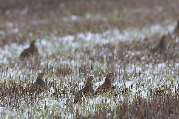 Grey Partridge - in snow covered winter stubble field, November. Narborough, Norfolk, U. K