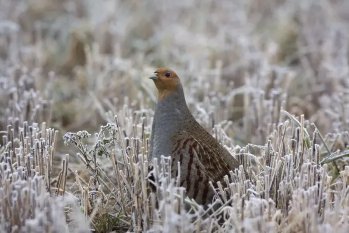 Framed Print : Grey Partridge - standing in frost covered winter stubble field showing bare patches below the eye, February. Narborough, Norfolk, U. K Framed Print : Grey Partridge - standing in frost covered winter stubble field showing bare patches below the eye, February. Narborough, Norfolk, U. K