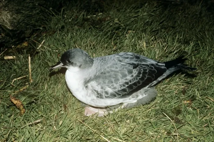 Framed Print : Grey Petrel - on grass Framed Print : Grey Petrel - on grass