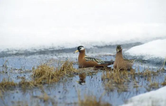 Framed Print : Grey Phalaropes - summer Siberia Framed Print : Grey Phalaropes - summer Siberia