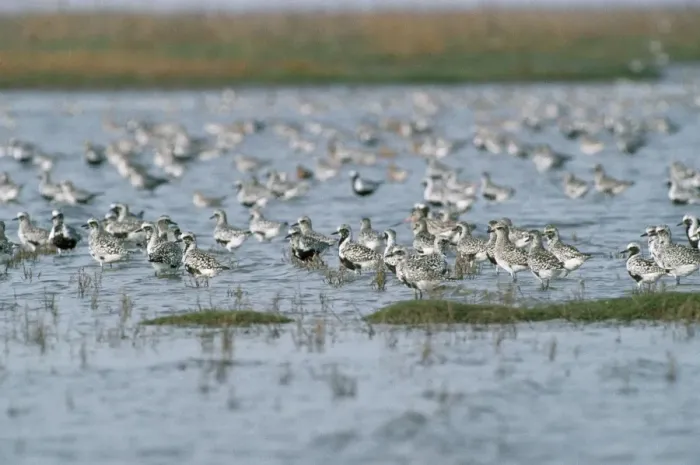 Framed Print : Grey Plover - flock