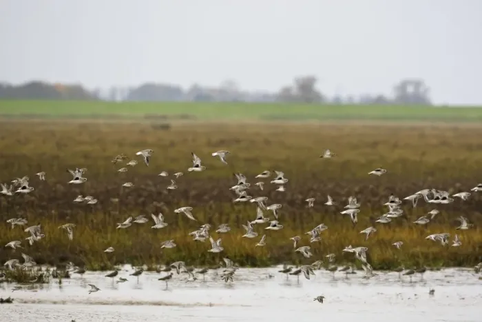 Framed Print : Grey Plover - flying over salt marsh showing black armpits at the tide edge. November The Wash Norfolf UK Framed Print : Grey Plover - flying over salt marsh showing black armpits at the tide edge. November The Wash Norfolf UK