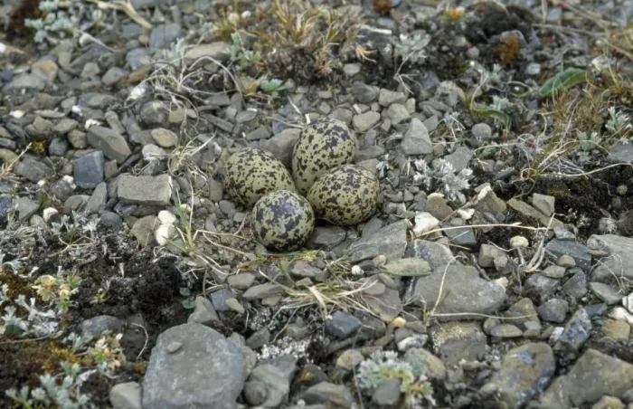 Framed Print : Grey Plover - nest & eggs Framed Print : Grey Plover - nest & eggs