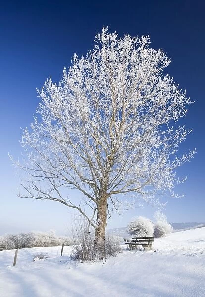 Grey Poplar Tree - covered in frost - Hoher Meissner National park - North Hessen - Germany Digital Manipulation - footprints removed from snow