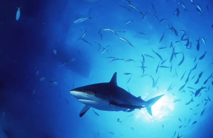 Framed Print : Grey Reef Shark Framed Print : Grey Reef Shark