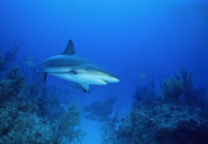 Framed Print : Grey Reef Shark - Bahamas Framed Print : Grey Reef Shark - Bahamas