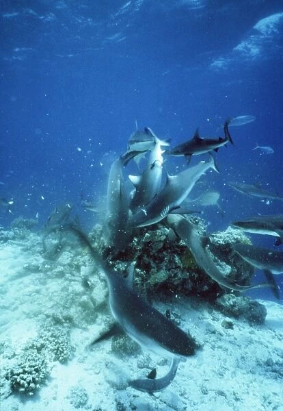 Grey Reef Shark - feeding frenzy