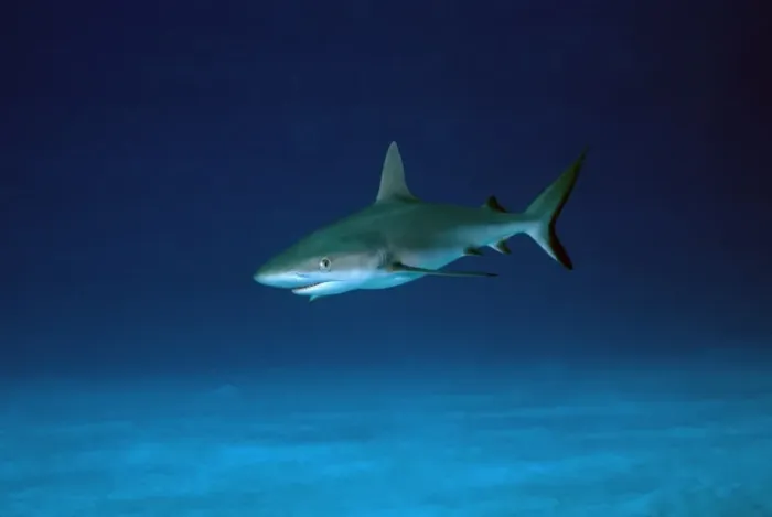 Framed Print : Grey Reef Shark - Juvenile shark, obvious from the relatively large eye. Marion Reef. Coral sea. Australia. GRS-009 Framed Print : Grey Reef Shark - Juvenile shark, obvious from the relatively large eye. Marion Reef. Coral sea. Australia. GRS-009