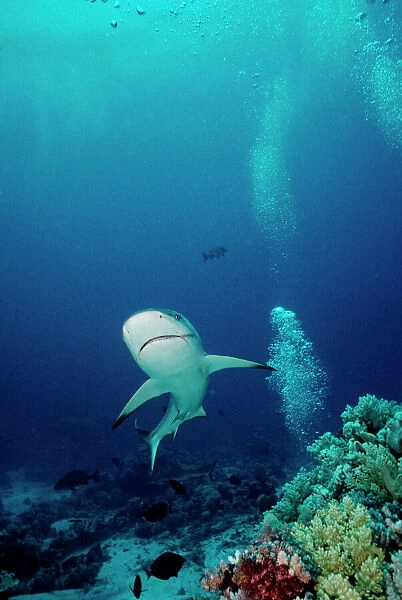 Grey Reef Shark - Shark coming towards camera showing mouth slightly open, breathing. Marion Reef, Coral sea. Australia. GRS-008