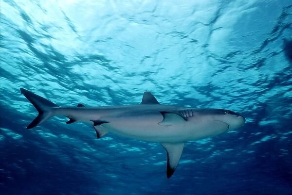 Grey Reef Shark - Shark cruising just under the surface. Marion Reef. Coral sea. Australia. GRS-010