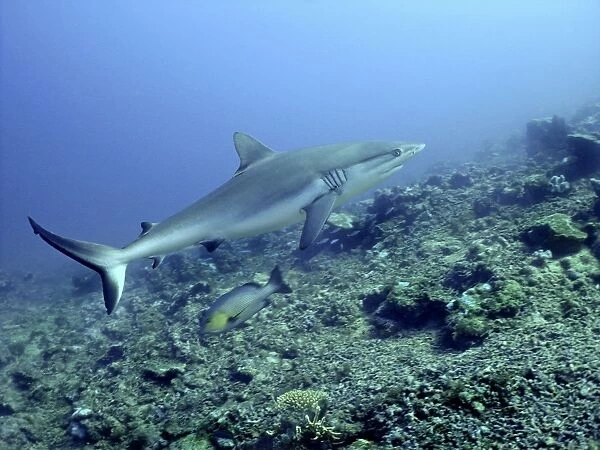 Grey Reef shark Shark reef, Fiji Islands