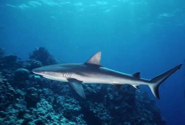 Grey Reef Shark - Shark swimming through coral reef with Remora attached. Marion Reef. Coral sea. Australia. GRS-015