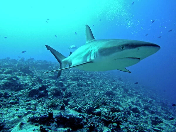 Grey Reef shark - in the Tumotos, French Polynesia. There are thousands of these sharks living in the passes into the lagoons. They are a great tourist attraction