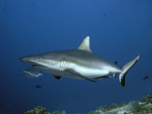 Grey Reef sharks - being cleaned by Remora, waiting for the tide to chang