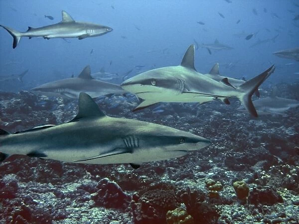 Grey Reef sharks Congregating in lagoon pass Tuamotus, French Polynesia