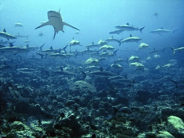 Grey Reef Sharks Congregating in lagoon pass Tuamotus, French Polynesia