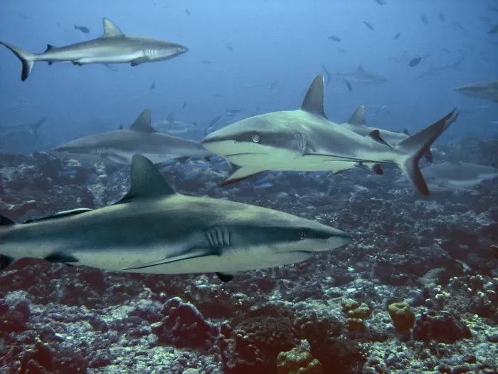 Framed Print : Grey Reef sharks Congregating in lagoon pass Tuamotus, French Polynesia Framed Print : Grey Reef sharks Congregating in lagoon pass Tuamotus, French Polynesia