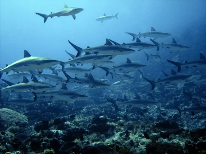 Framed Print : Grey Reef sharks Congregating in lagoon pass Tuamotus, French Polynesia Framed Print : Grey Reef sharks Congregating in lagoon pass Tuamotus, French Polynesia