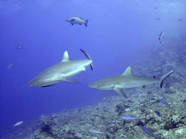 Grey Reef sharks - sometimes feeds in packs Shark reef, Fiji Islands