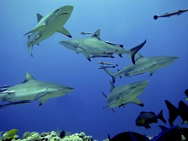 Grey Reef sharks - Gathering off the North Horn, Osprey Reef, Coral Sea, Australia
