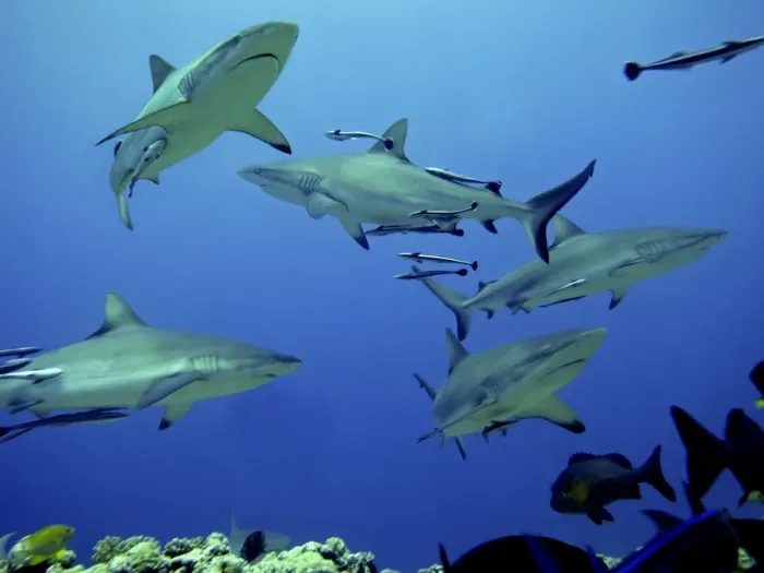 Framed Print : Grey Reef sharks - Gathering off the North Horn, Osprey Reef, Coral Sea, Australia Framed Print : Grey Reef sharks - Gathering off the North Horn, Osprey Reef, Coral Sea, Australia
