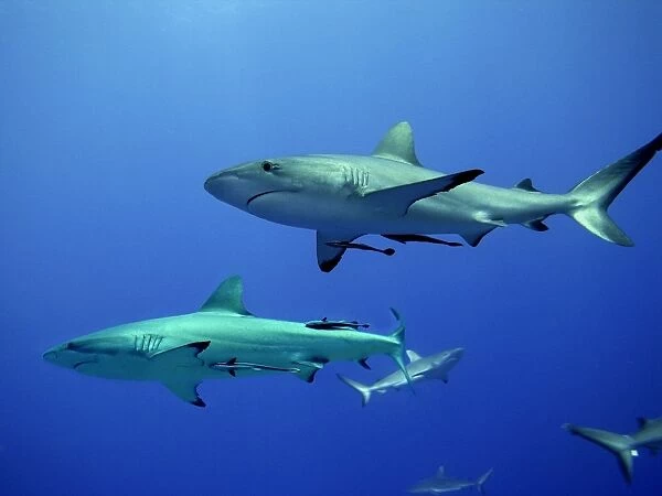 Grey Reef sharks - Gathering off the North Horn, Osprey Reef