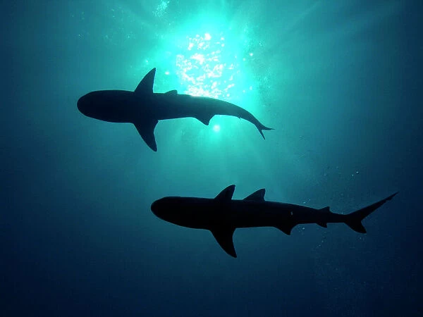 Grey Reef Sharks - Grey Reef sharks, Once common through out the Indo Pacific tropical waters these reef dwelling sharks are being hunted for their fins