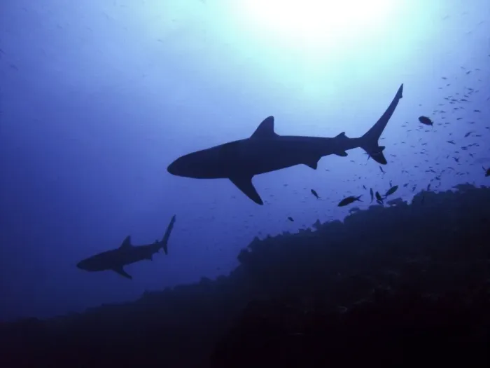 Framed Print : Grey Reef Sharks Hunting late afternoon Tuamotus, French Polynesia Framed Print : Grey Reef Sharks Hunting late afternoon Tuamotus, French Polynesia
