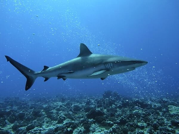 Grey Reef sharks - live around coral reefs. They have been known to attack humans usually when there has been bait in the water. This animal is swimming through bubbles