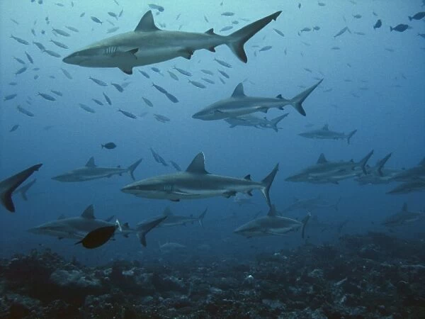 Grey Reef sharks Midwater in school of fish French Polyinesia
