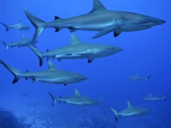 Grey Reef sharks- patrol the edge of the pass. The Tumotos are the only area left in the world where sharks can still be see in large numbers like this. Tumotos, French Polynesia, Indopacific