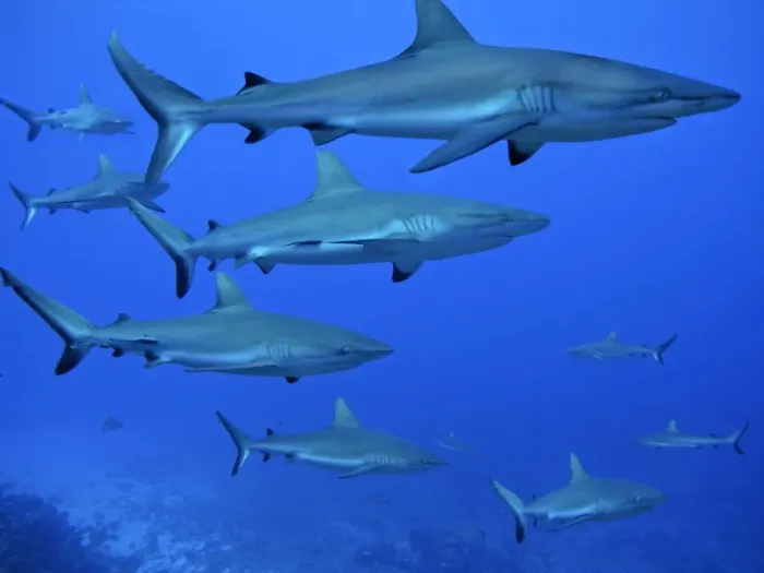 Framed Print : Grey Reef sharks- patrol the edge of the pass. The Tumotos are the only area left in the world where sharks can still be see in large numbers like this. Tumotos, French Polynesia, Indopacific Framed Print : Grey Reef sharks- patrol the edge of the pass. The Tumotos are the only area left in the world where sharks can still be see in large numbers like this. Tumotos, French Polynesia, Indopacific