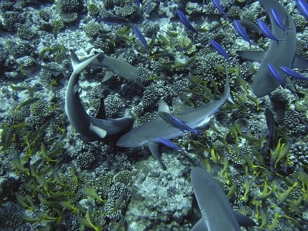 Grey Reef Sharks - searching for a tube of herring stuffed beneath a coral. The yellow fish are blue lined snapper. Moorea, French Polynesia