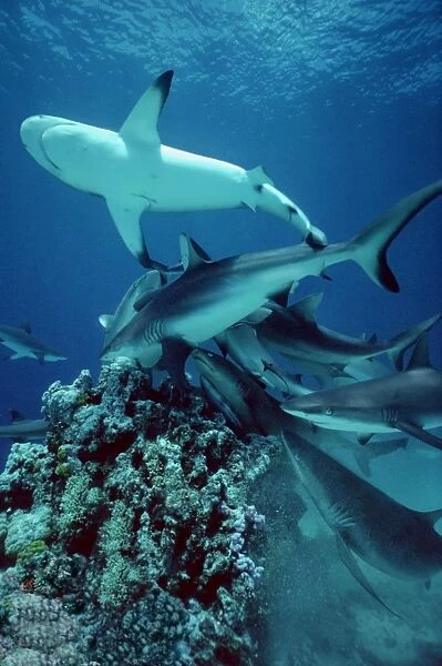 Grey Reef Sharks - Shark feeding frenzy. Marion Reef, Coral Sea. Australia. GRS-001