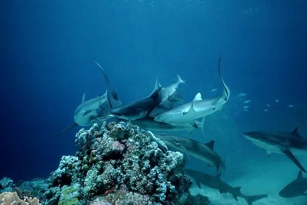 Grey Reef Sharks - Shark feeding frenzy caused by all sharks trying to get the bait at the same time. Marion Reef. Coral sea. Australia. GRS-004