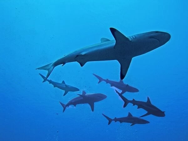 Grey Reef Sharks - These sharks live around coral reefs. They have been known to attack humans usually when there has been bait in the water. Tumotos, French Polynesia. Indo Pacific