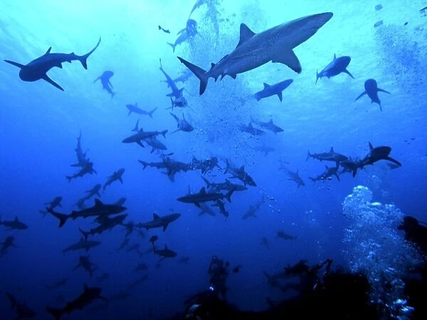 Grey Reef Sharks - These sharks live around coral reefs. They have been known to attack humans usually when there has been bait in the water. French Polynesia