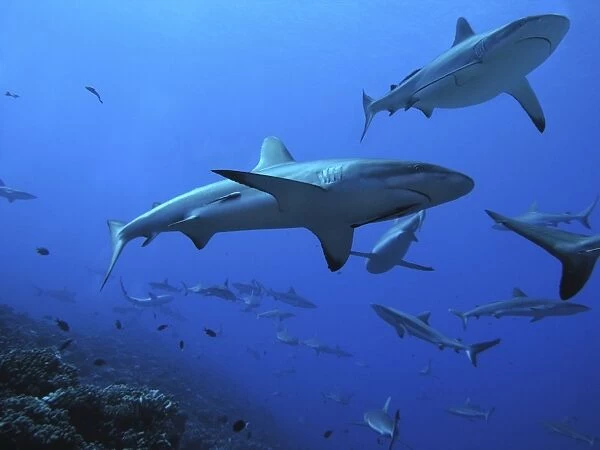 Grey Reef Sharks - These sharks live in the passes running from the open ocean into huge lagoons. they feed upon other marine animals moving in and out of the lagoons to feed. Tumotos, French Polynesia