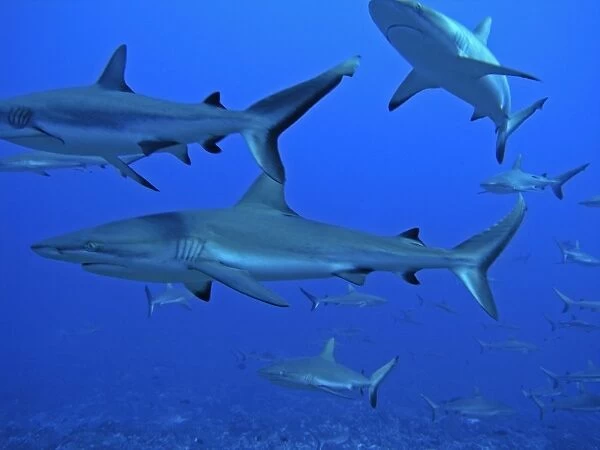 Grey Reef Sharks - These sharks live in the passes running from the open ocean into huge lagoons. they feed upon other marine animals moving in and out of the lagoons to feed. Tumotos, French Polynesia, Indopacific
